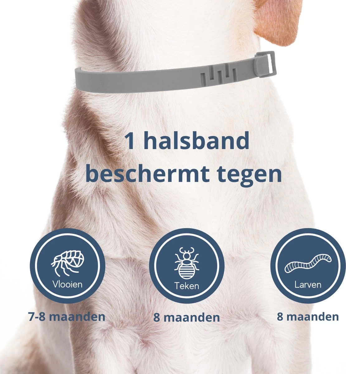 Merkloos Vlooienband Hond - 8 Maanden Bescherming - Vlooienband - Natuurlijk - Tekenband - Anti Vlooien - 63cm - Fit All Sizes - Vlooienbandjes Hond - Vlooien - Teken - Afbeelding 2