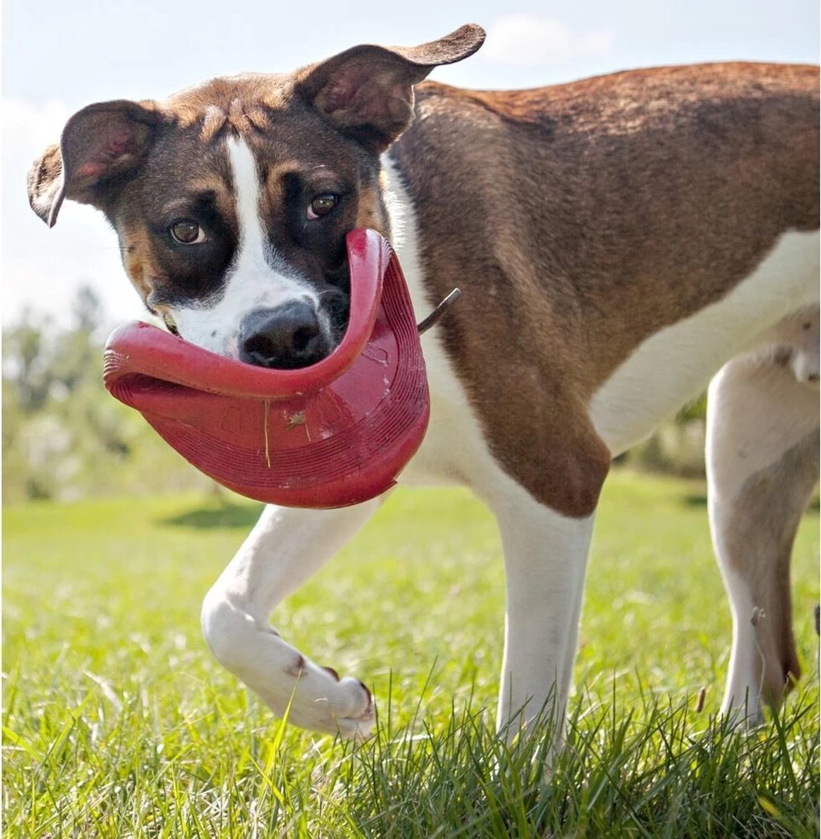 Kong Flyer Frisbee - Hondenspeelgoed - Rood - Ø25 Cm - Afbeelding 4