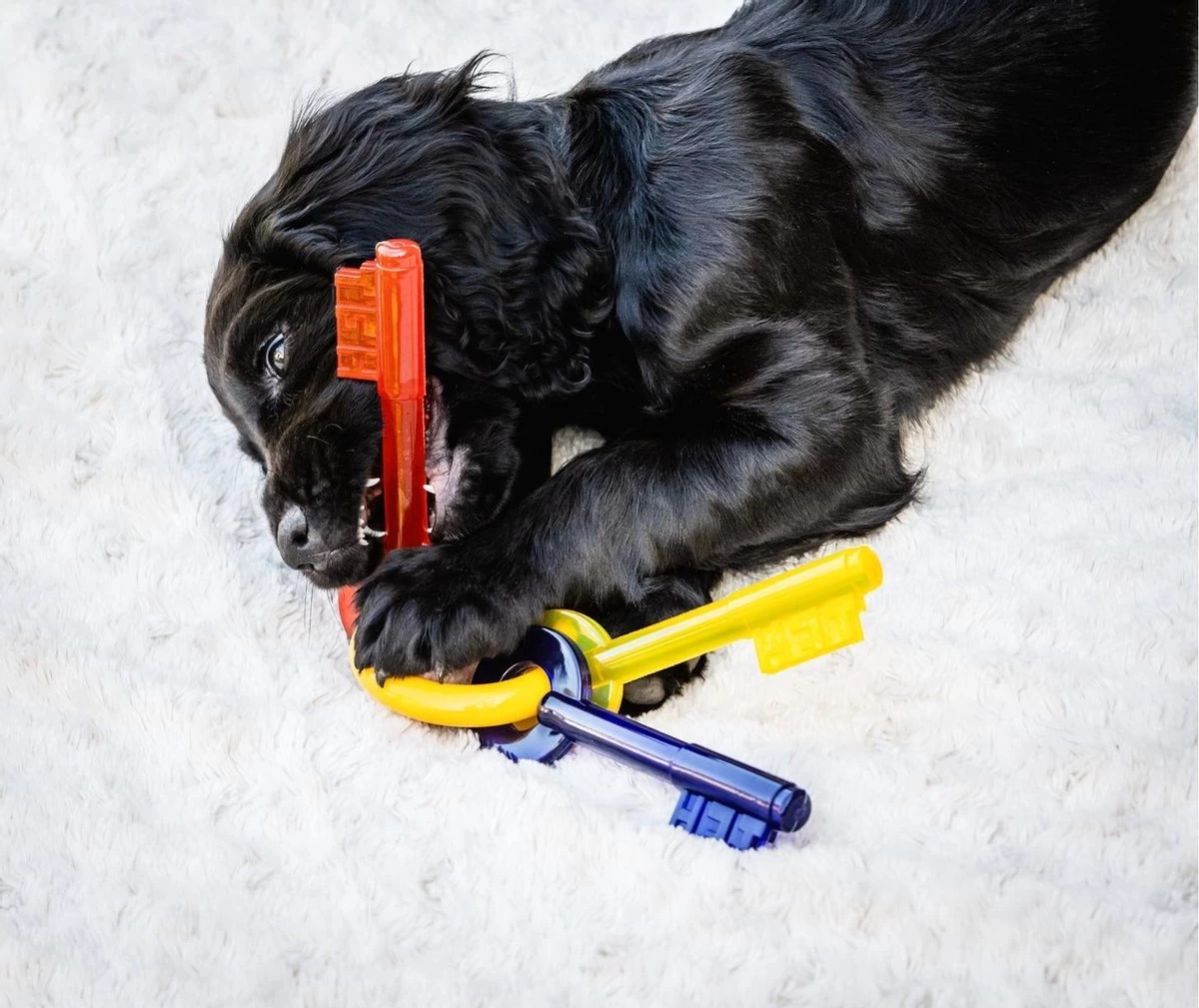 Nylabone Puppy Teething Key Flexible Geel&Blauw&Rood - Hondenspeelgoed - Wolf Tot 16kg - Afbeelding 6