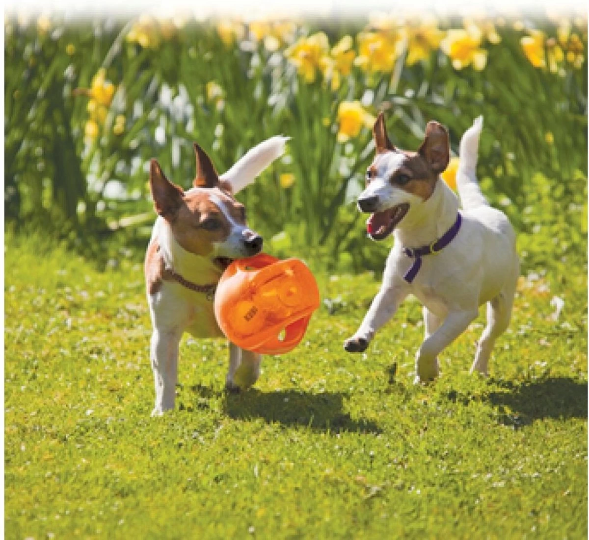 Kong Jumbler Ball - Assorti Hondenspeelgoed - L/XL - Ø18 Cm - Afbeelding 2