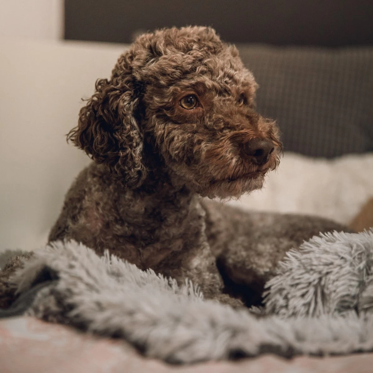 Fluffy Blanket - Pluche Hondendeken - 120 X 100 CM - Grijs - Voor De Auto Of Bank - Fleece - Afbeelding 5