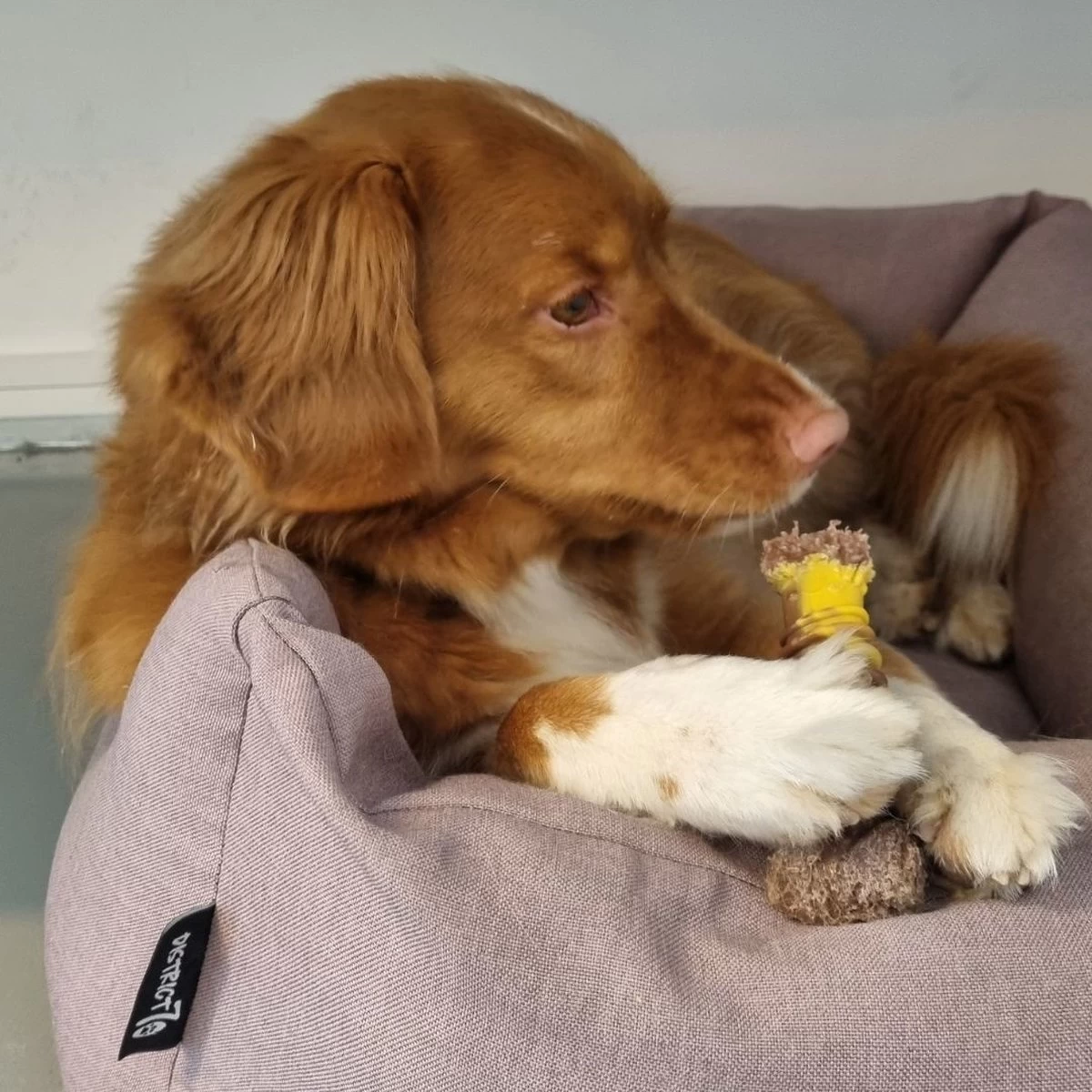 Nylabone Extreme Kauwbot Met Rund- En Kaassmaak - Voor Krachtige Kauwers - In S/M/XL - X-Large - Afbeelding 2