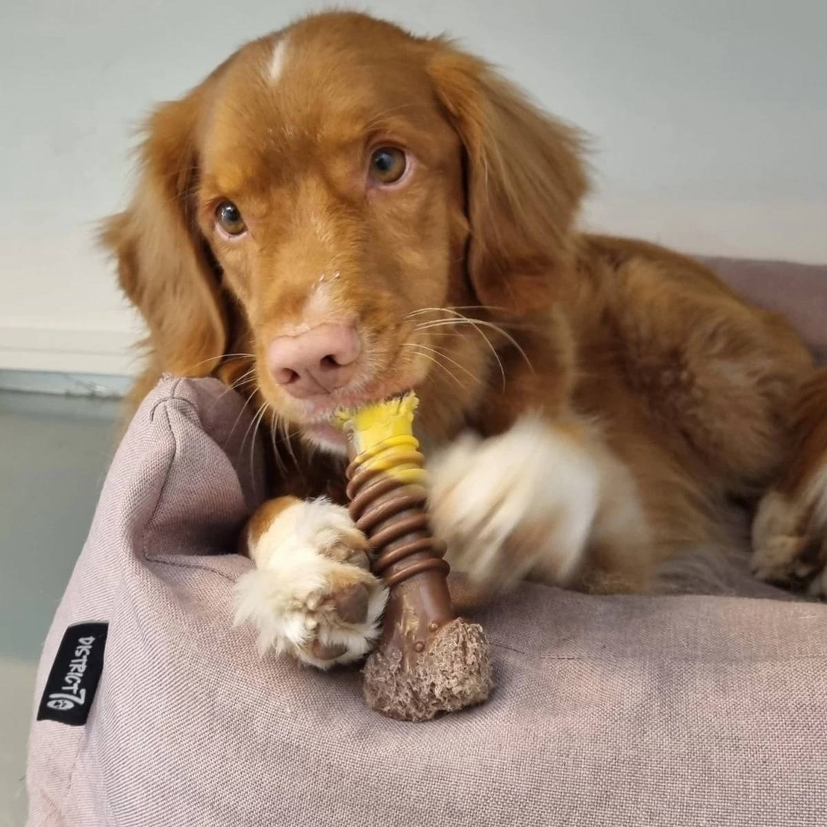 Nylabone Extreme Kauwbot Met Rund- En Kaassmaak - Voor Krachtige Kauwers - In S/M/XL - X-Large - Afbeelding 8