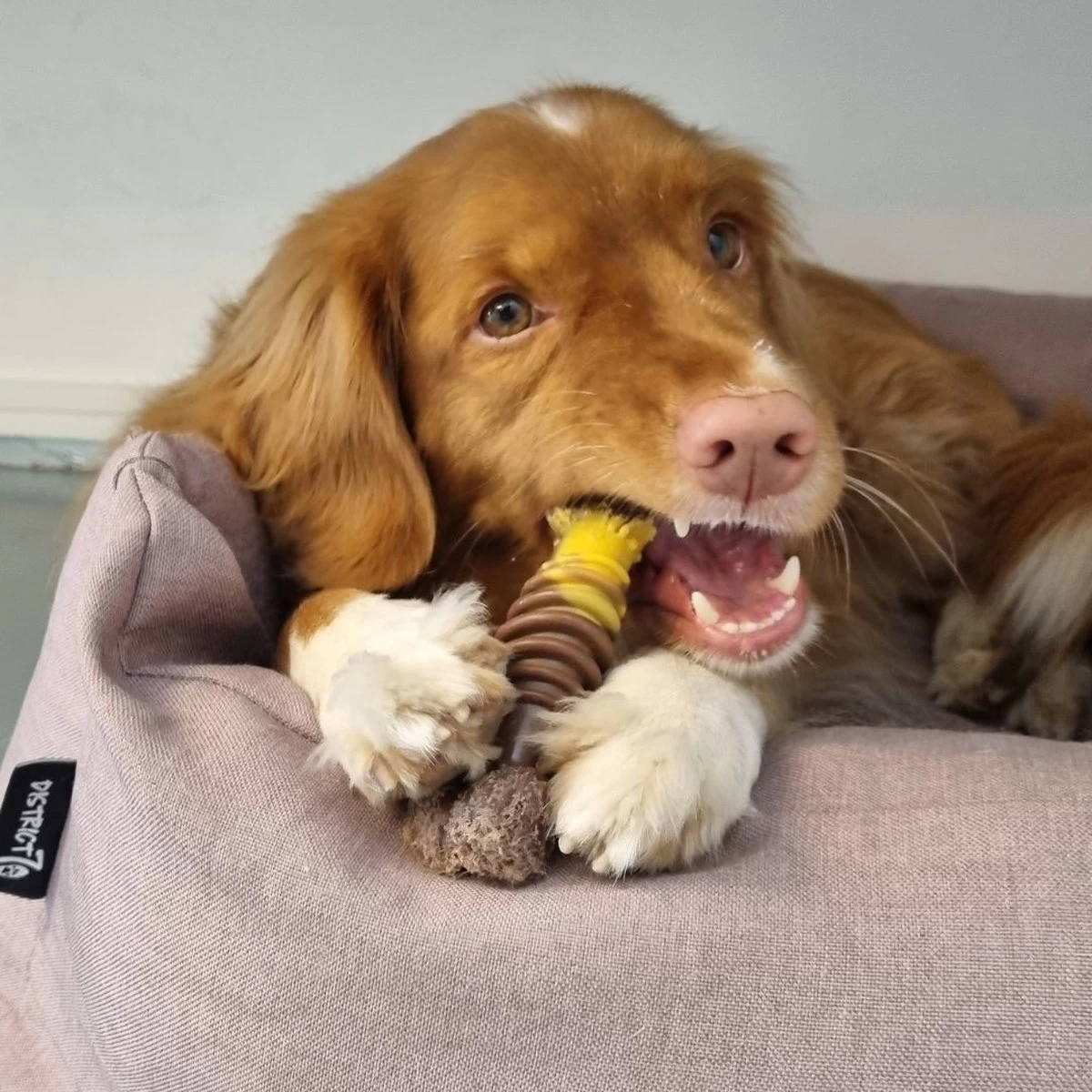 Nylabone Extreme Kauwbot Met Rund- En Kaassmaak - Voor Krachtige Kauwers - In S/M/XL - X-Large - Afbeelding 11