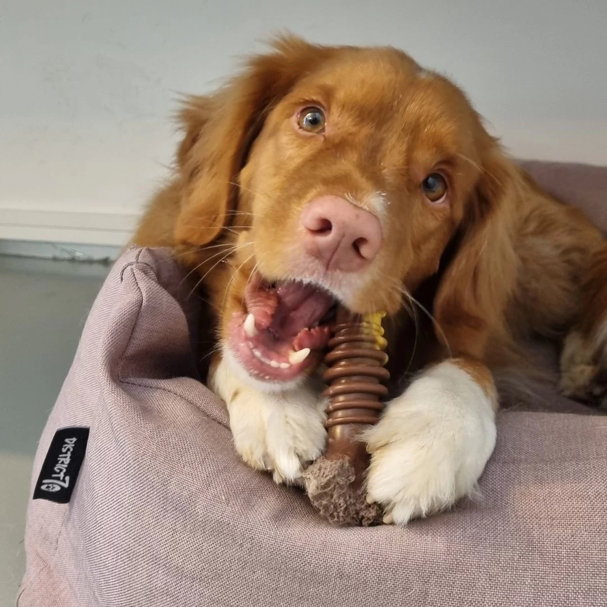 Nylabone Extreme Kauwbot Met Rund- En Kaassmaak - Voor Krachtige Kauwers - In S/M/XL - X-Large - Afbeelding 12