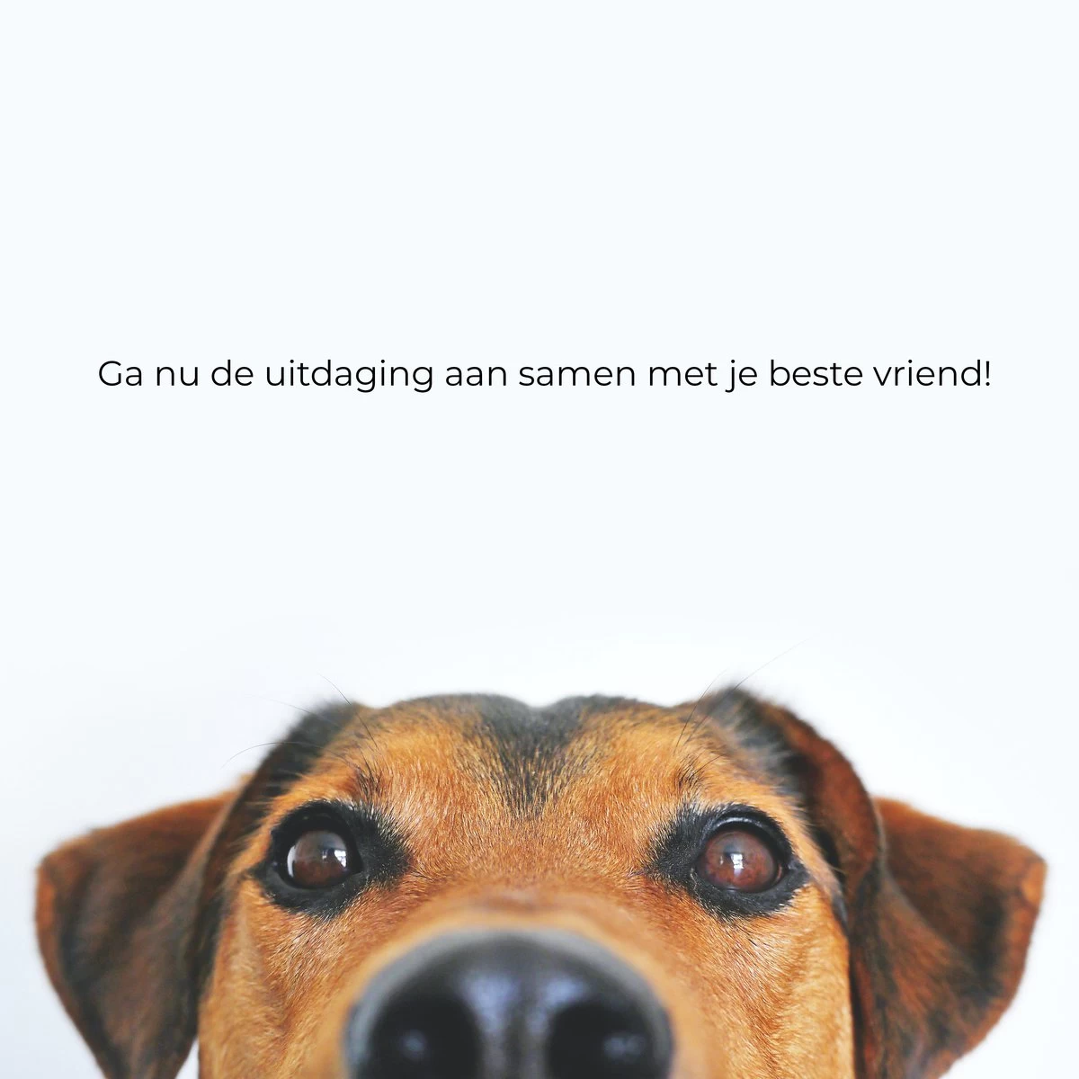 AYOO Agility Voor De Hond - Honden Agility Set - Honden Training - Honden Behendigheid Set - Honden Parcours - Training Huisdieren - Tunnel - Slalom - Horde - Draagzak - 21 Delig - GRATIS Speeltouw - Afbeelding 7