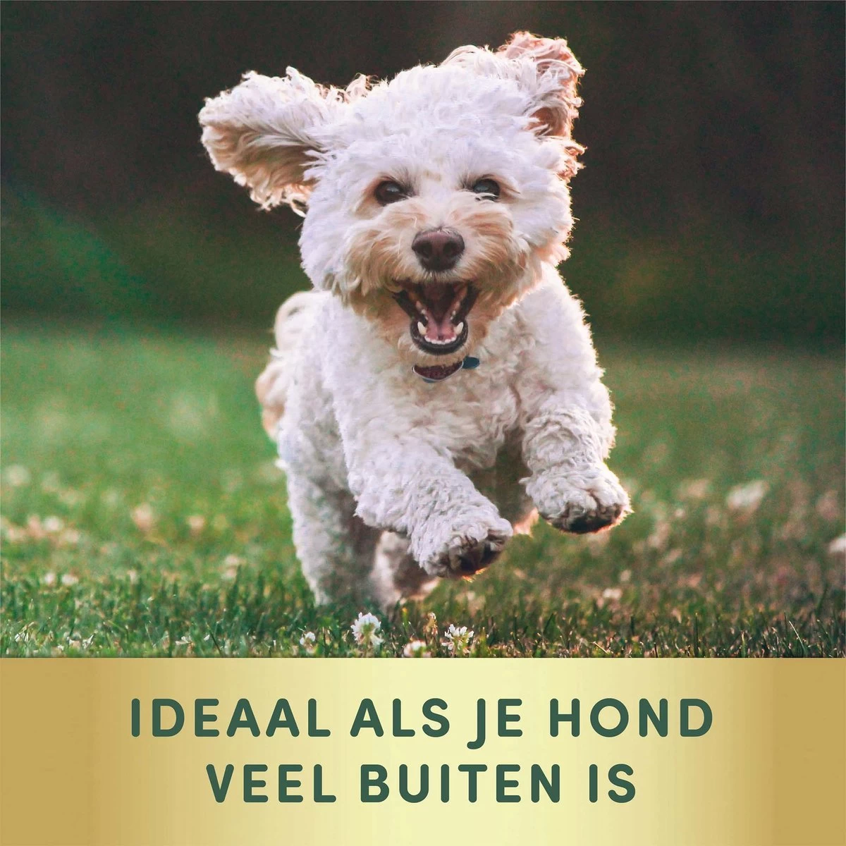 2 Stuks Vlooienband Kleine Hond Tekenband - 100% Natuurlijk Veilig En Waterbestendig - Afbeelding 7