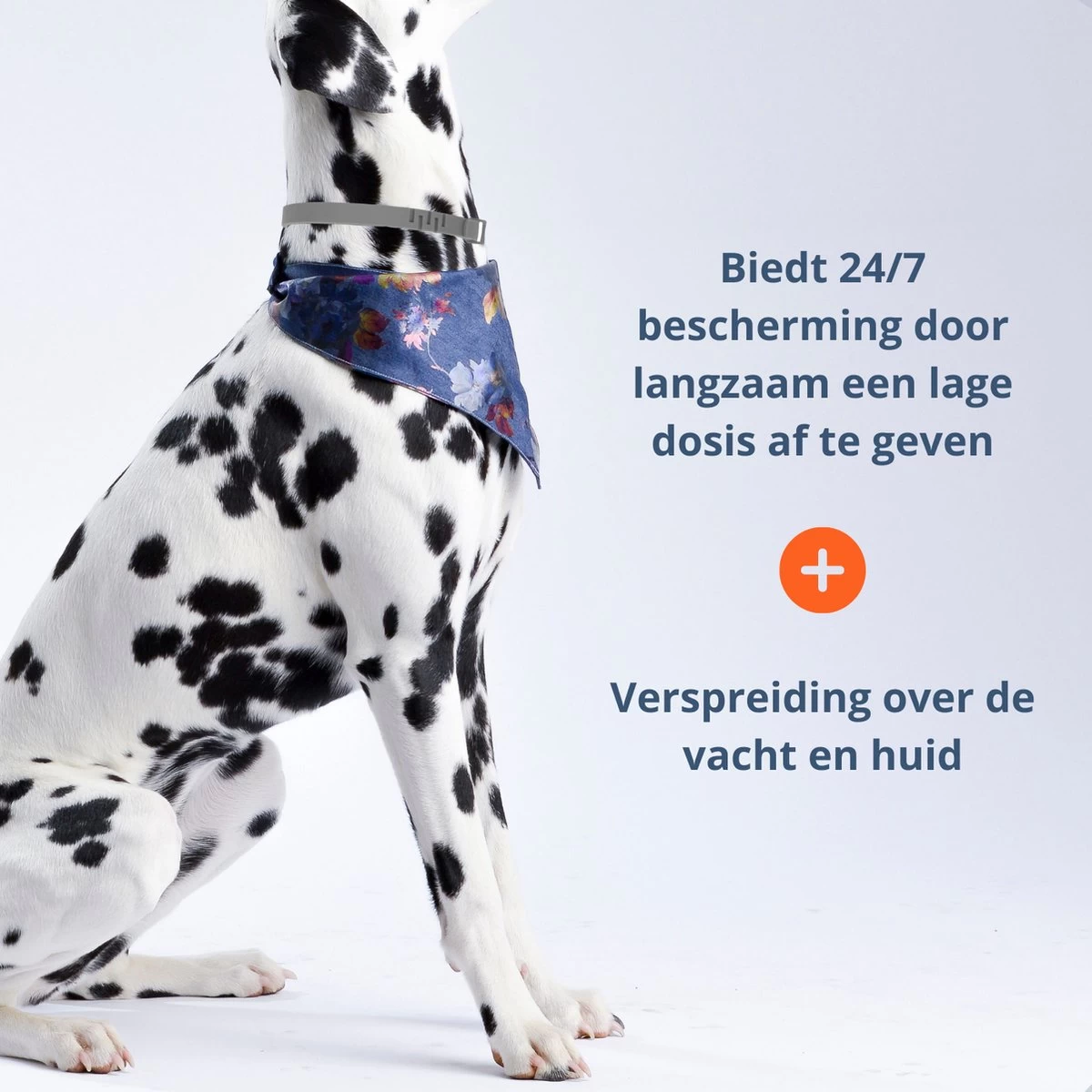 Merkloos Vlooienband Hond - 8 Maanden Bescherming - Vlooienband - Natuurlijk - Tekenband - Anti Vlooien - 63cm - Fit All Sizes - Vlooienbandjes Hond - Vlooien - Teken - Afbeelding 4