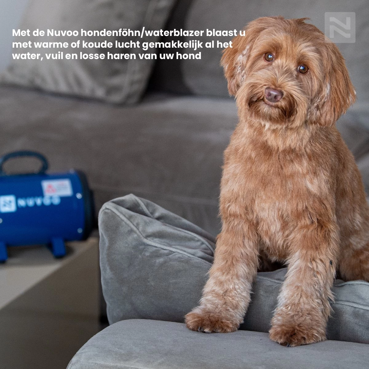 Nuvoo Professionele Hondenföhn / Waterblazer / Hondenborstel Met 3 Opzetstukken - Verstelbare Vermogen Tot 2200W - Warme / Koude Stand - Roze - Afbeelding 8