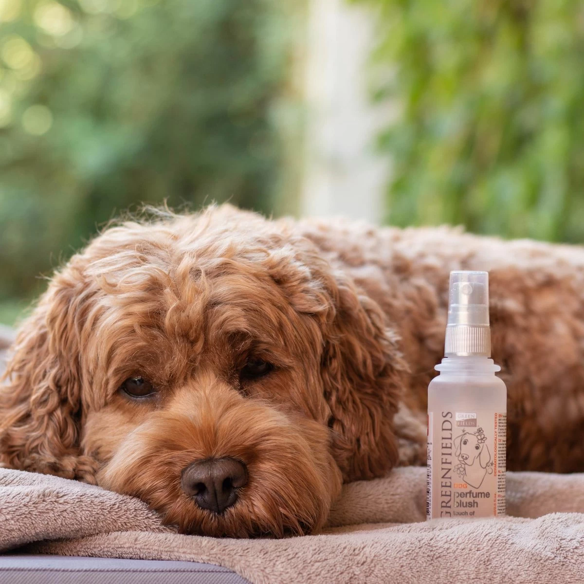 Hondenparfum Spray In 4 Geuren - Greenfields - Alchoholvrije En PH Neutrale Formule Tegen Onaangename Geurtjes - 50ml - Wild - Afbeelding 6