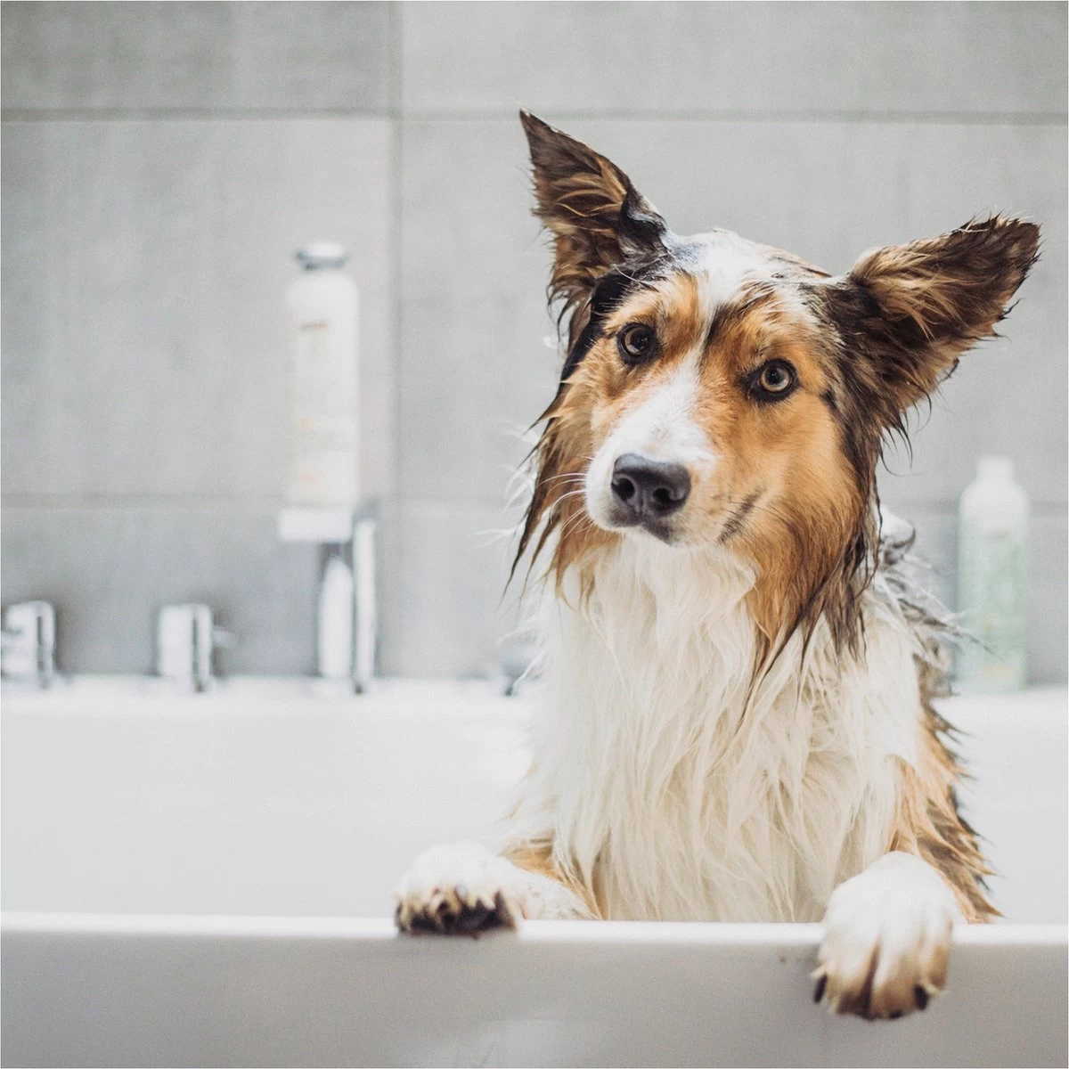 Greenfields Vacht Verzorging Set Voor Honden Shampoo, Conditioner & Droogshampoo - Afbeelding 5
