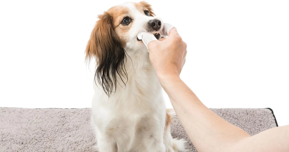 Trixie Verzorgingsvinger - 50 Stuks - Afbeelding 3