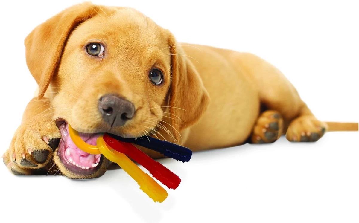 Nylabone Puppy Teething Key Flexible Geel&Blauw&Rood - Hondenspeelgoed - Wolf Tot 16kg - Afbeelding 5
