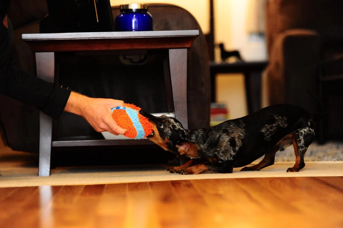 Chuckit! Chuckit Indoor Ball - Afbeelding 6