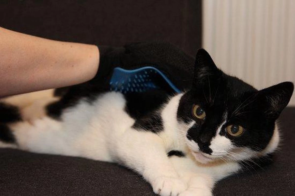 Merkloos Vachtverzorgingshandschoen - Afbeelding 10