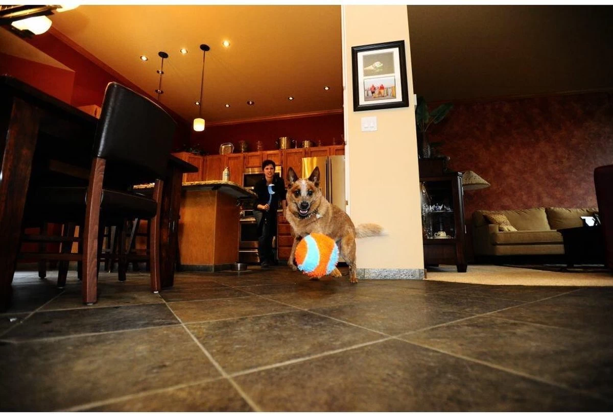 Chuckit! Chuckit Indoor Ball - Afbeelding 2