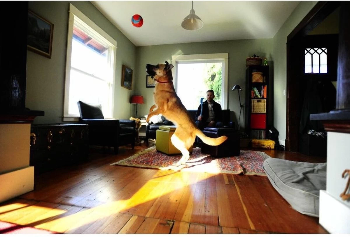 Chuckit! Chuckit Indoor Ball - Afbeelding 4