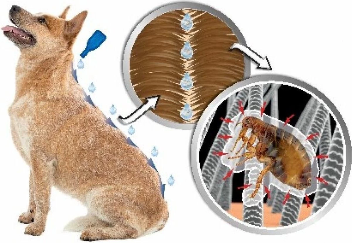 Beaphar Dimethicare Line-on Hond <15 Kg - 6 Pipetten - Afbeelding 7