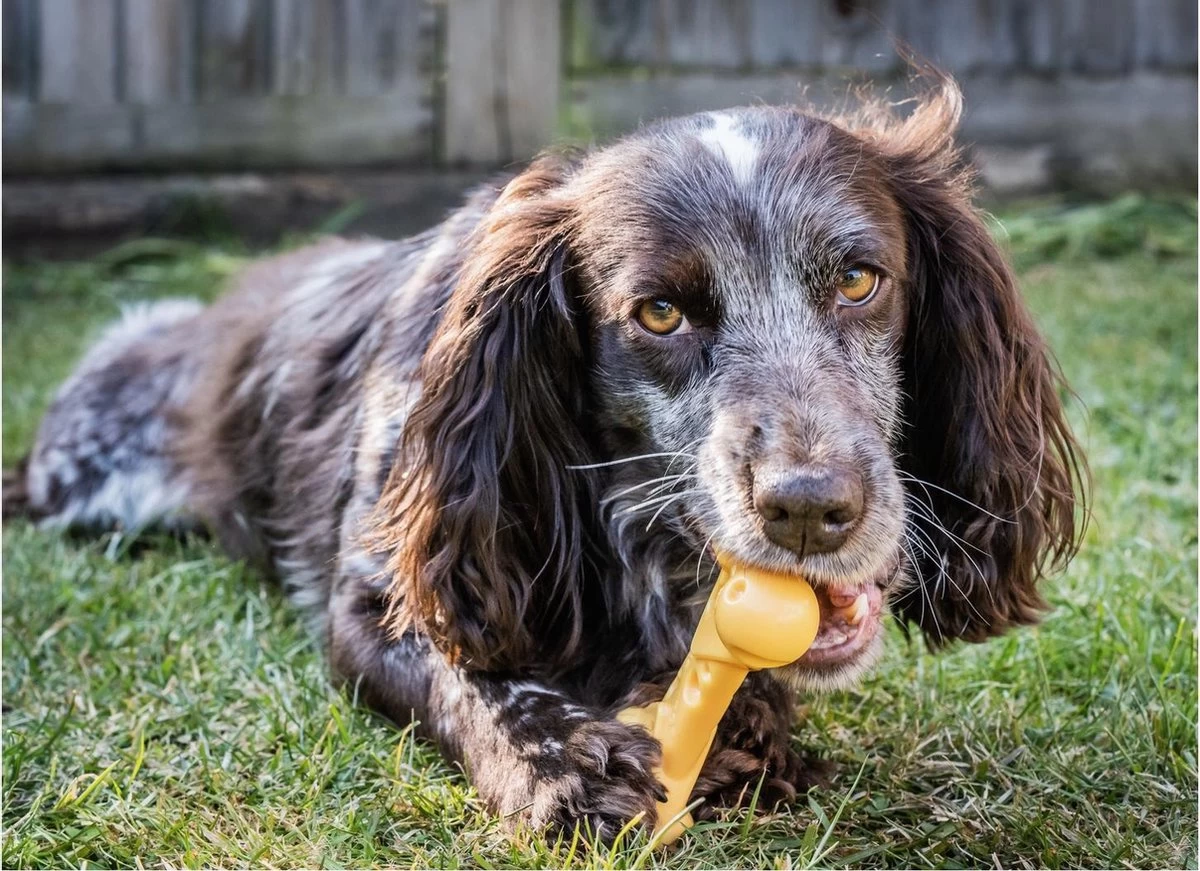 Nylabone Durable Cheese Bone - M - Afbeelding 2