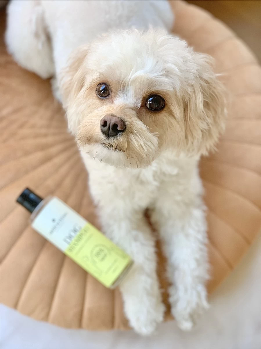 Fresh & Fluffy - Hondenshampoo Kamille / Patchouli - Geschikt Voor Alle Hondenrassen - Natuurlijk & Vegan Voor De Gevoelige Huid - 250ml - Afbeelding 4